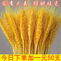 Natural Wheat Ears Dry Flower Bouquet New Year Living-room With Flowers Gold Wheat Ears Dry Flower Flower Flower Flower Flower Flower Flower Arrangement Decorations A Treasure House