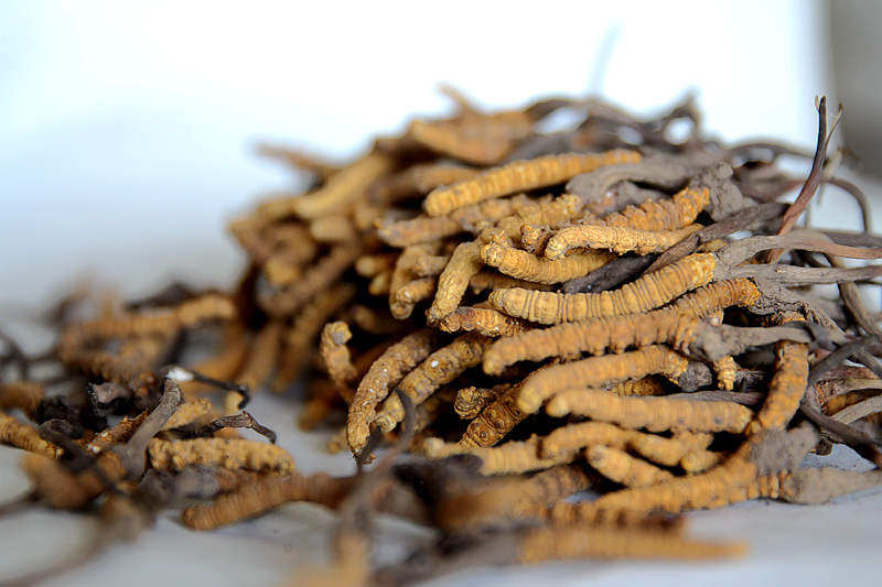 Fresh insect grass Winter insect grass Tibet Tibetan tonic Men are weak about 5 1 grams