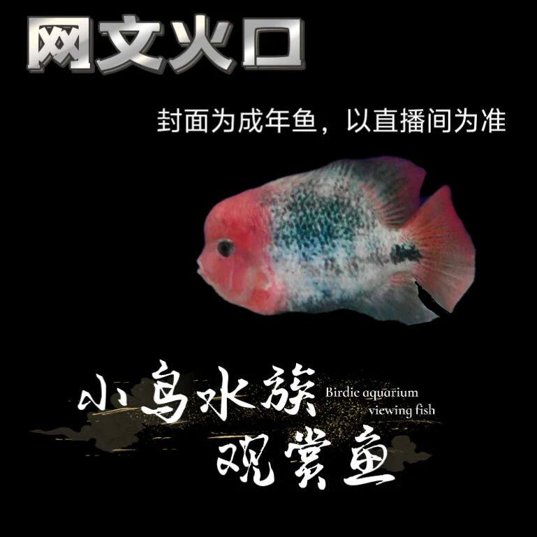 小鸟水族的LOGO