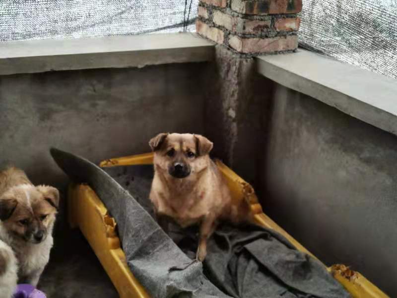Dogs on the second floor of the living area (non-selling for display only)