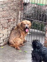 (Adoption) B07-Wangwang031 (pas à vendre pour affichage uniquement)