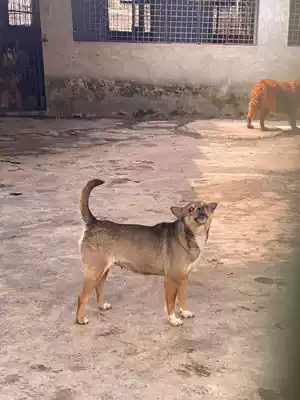 (Adoption) cold (not for sale for display only)