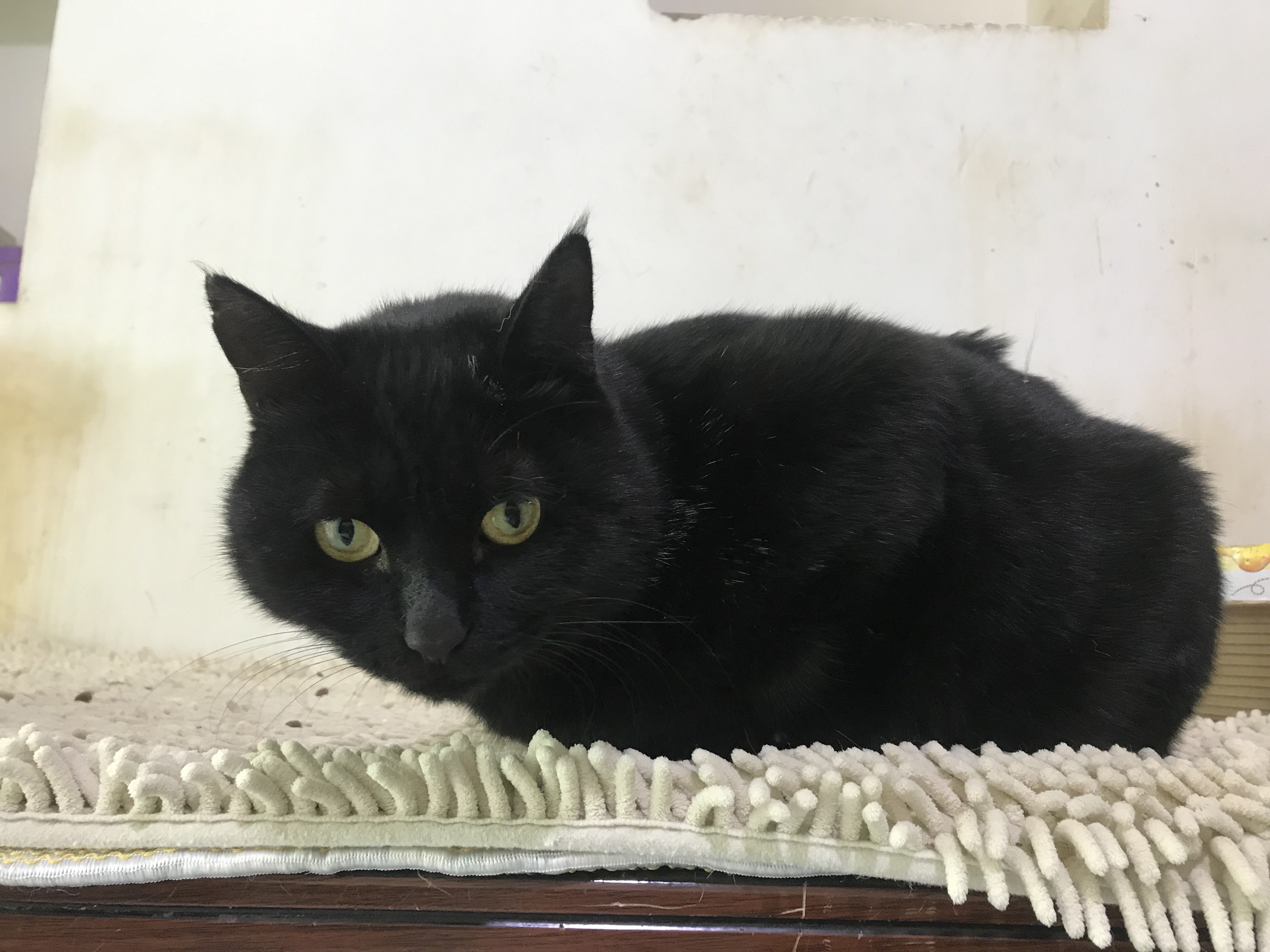 (Adopted) Cats and Cats Cotton (Non-selling for display only)