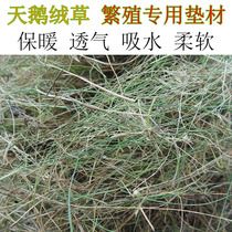 Parrot breeding box velvet hay instead of breeding sawdust insulation planing flowers and birds with birds to build their own nest materials