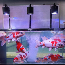 Junxing AS koi lamp outdoor indoor fish pond fish tank brightening koi breeding lamp garden lamp night viewing smart