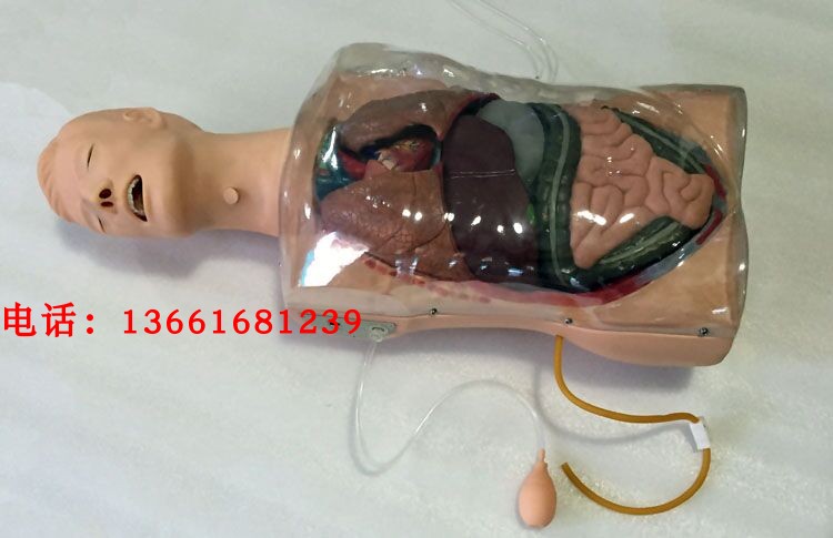 三腔二囊管训练模型鼻胃管训练模型二囊管训练模型透明洗胃模型