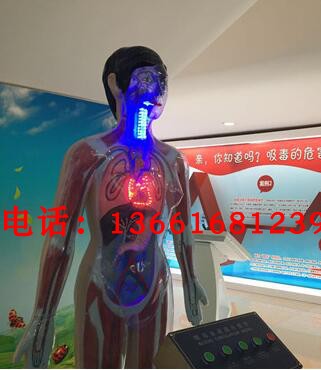 微电脑吸毒血液演示模型人体危害吸毒血液循环模型禁毒教育基地