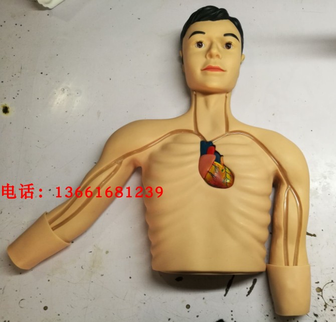 PICC介入训练模型 外周静脉穿刺模型 医教模型