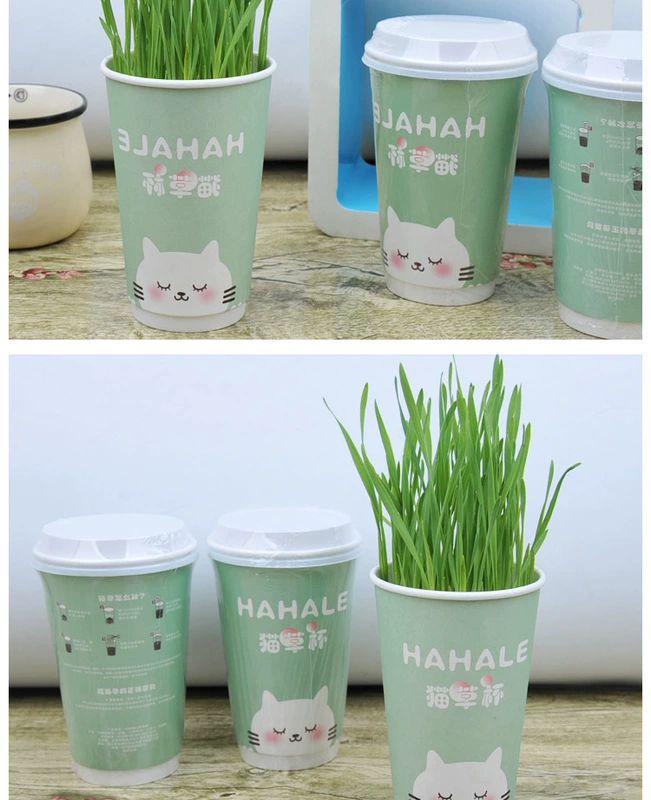 Hanhanle đất không cỏ mèo tiêu hóa thú cưng mèo ăn nhẹ mèo hữu cơ cỏ đặt mèo cỏ cốc - Đồ ăn nhẹ cho mèo