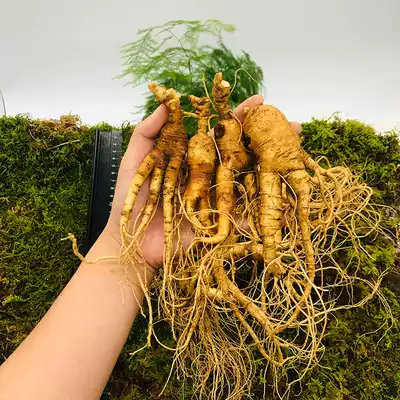 Qiao sister Lin Xia ginseng residual branch Changbai Mountain fresh ginseng fruit residual ginseng slightly residual old mountain ginseng soup wine ginseng