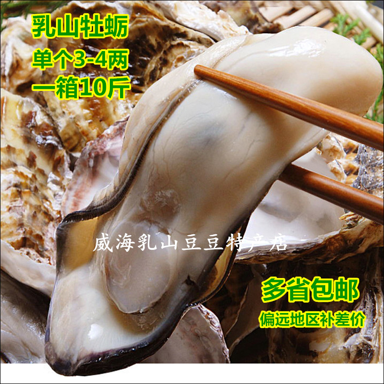 Rushan wild big oysters with shell sea oyster meat fresh oysters are now fishing for fresh shellfish seafood sea oysters 10 catties