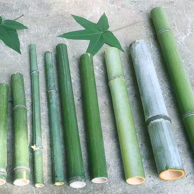 5YA1批发新鲜竹筒天然竹竿小竹子婚庆桌面摆件绿色竹子花艺装饰大-阿里巴巴