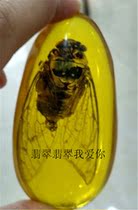 Amber beeswax pendant Insect cicada pendant Artificial insect knowledge pendant pendant pendant Insect specimen car decoration