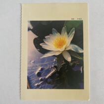 lotus leaf lotus leaf white lotus flower topic plant Li Fusen photography postcard