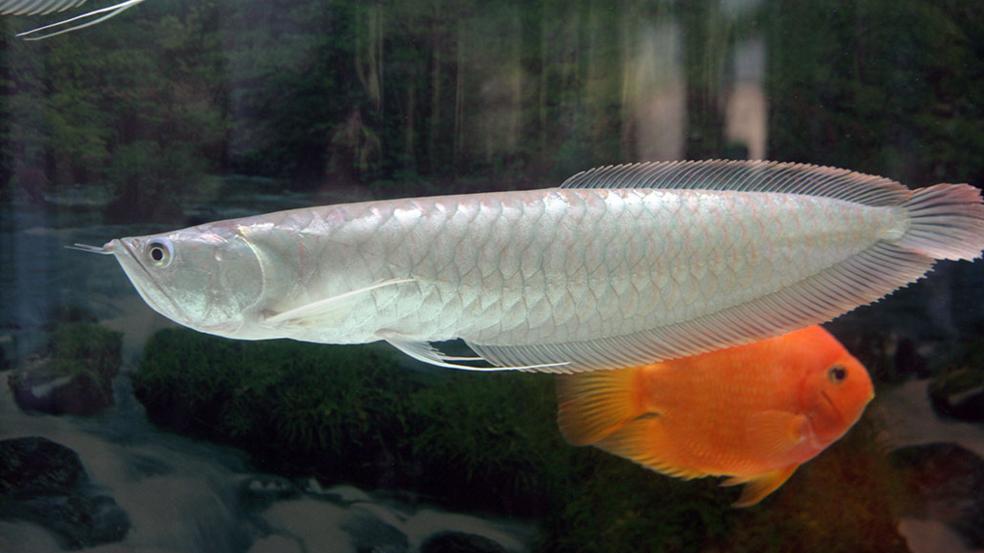 常見的九中大型觀賞魚有哪些你都知道嘛 淘寶海外