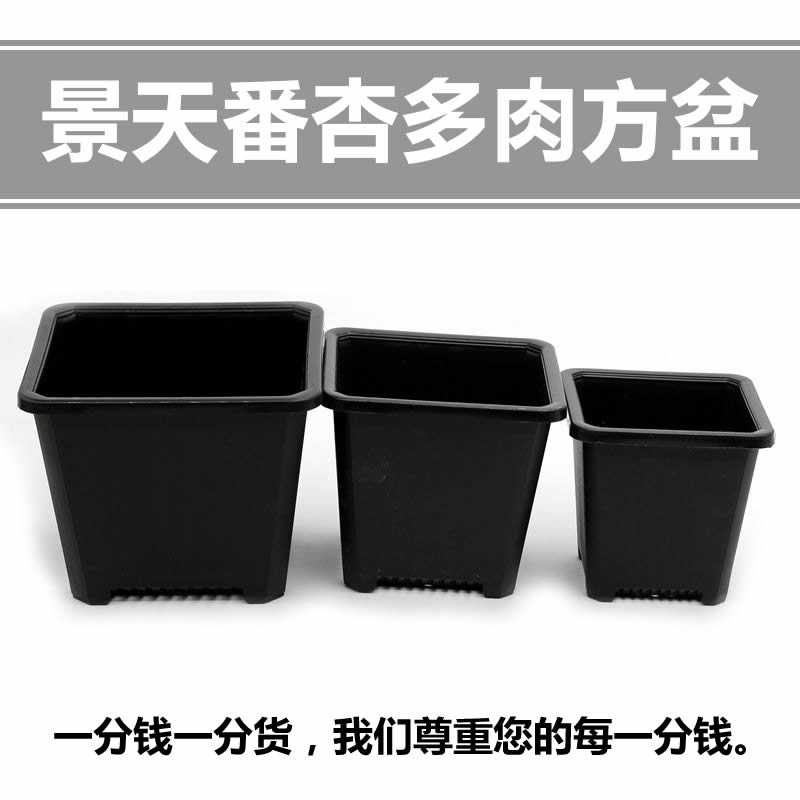 Sedum Dried Apricots Small Square Basin Single Head Old Pile Small Group Raw Korea Multi-Meat Flower Pot Frosted Add-thickened Black