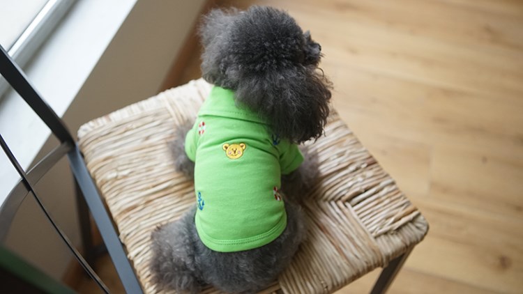 Pet quần áo chó cầu vồng mỏng thêu áo polo gấu Teddy Xiong Bomei quần áo vest mùa thu và mùa đông - Quần áo & phụ kiện thú cưng áo cho chó giá rẻ