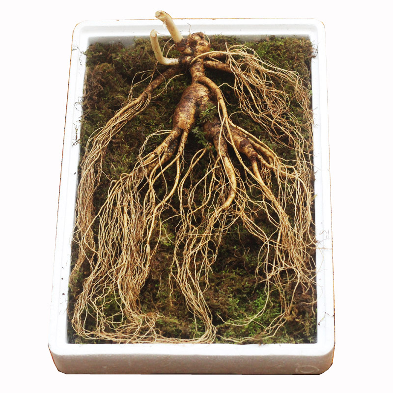 Ginseng Net Weight 200-250 Kettaishan Ginseng Long white Mountain Lower Ginseng Ginseng Soak in Fresh Ginseng