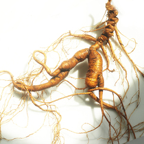 With Rongtang Changbai Mountain Ginseng Mountain ginseng 25 years fresh ginseng single branch 40 gr] with native forest of northeast China