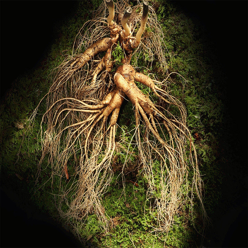A single branch of a pound of extra large wild ginseng rare Changbai Mountain fresh forest ginseng 30 years old mountain ginseng wild mountain ginseng soaked wine fresh