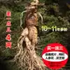 Single branch 3 two halves Northeast Changbai Mountain belt soil fresh ginseng Freshly dug fresh ginseng White Ginseng Tonic wine garden ginseng