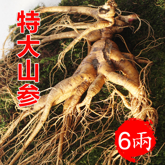 Ginseng Boutique 26 years of ginseng Fresh ginseng Fresh wild Mountain Ginseng Extra-large Ginseng Single Branch (6 2 - -1 kilos) Bubbly Wine