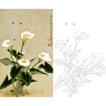 Gongbi painting white sketch background draft flower physical hook line print draft Yu Zhizhen Calla size optional-JV41