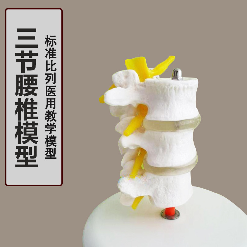 3节腰椎结构模型 政河品牌腰椎骨骼教学模型 椎间盘神经根模型