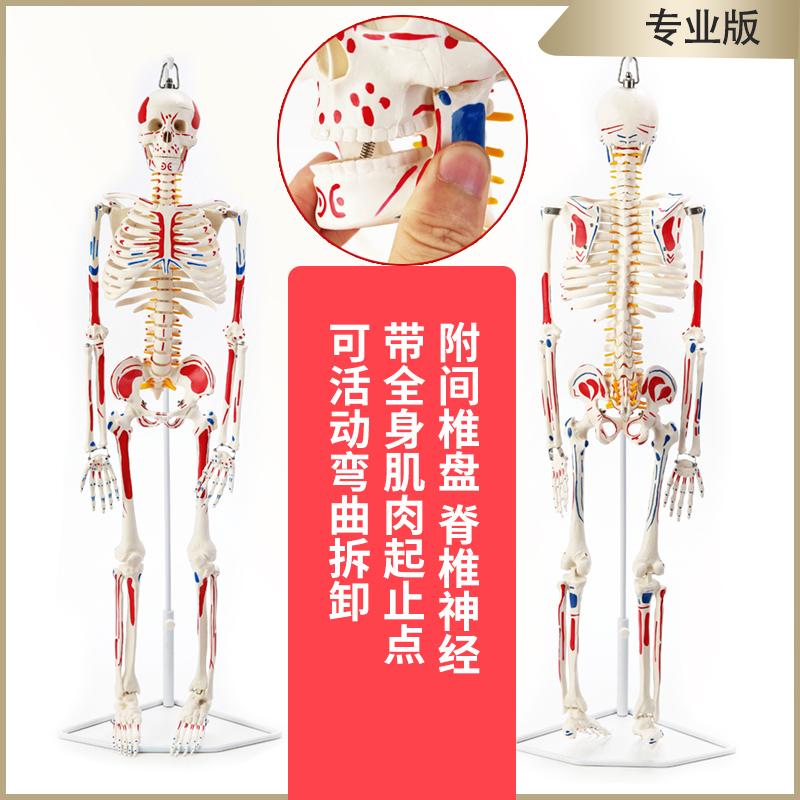 Купить 85cm 170cm тело человека скелет модель скелет обучение модель ...