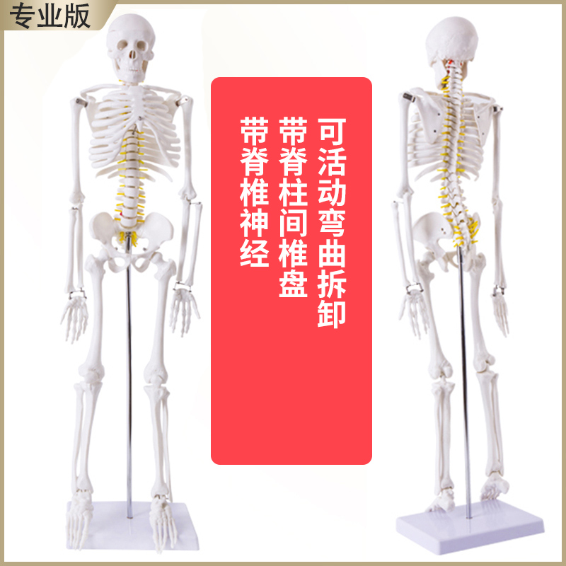 Купить 85cm 170cm тело человека скелет модель скелет обучение модель ...