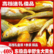 Zhoushan East Polar Island Ecological Semi Wild Large Yellow Fish Boutique Gift Box Dress 5 Strips Of Yellow Fish Island Gift Yellow Flower Fish