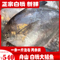One catty single strip of two pieces Zhoushan white squalid big pomfret freshly found alive silver pomfret fish flatfish Hichang fish