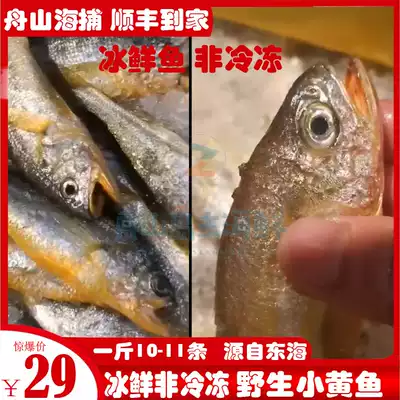 Zhoushan seafood frozen non-frozen East China Sea wild yellow croaker fresh small yellow croaker 10-11