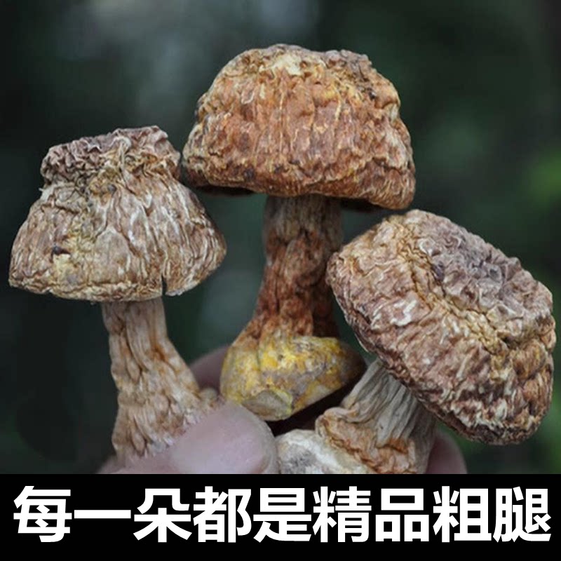 新疆包邮松茸菌干货!伊犁特产姬松茸,煲汤食材太香了!-姬松茸-淘宝百科网