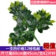Mô phỏng lá giả trang trí lá nhựa cành cây bạch đàn lá cành cây thường xanh cành cây xanh cành nhánh giả - Hoa nhân tạo / Cây / Trái cây hoa lan giả