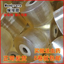 Imported plastic grafting special film Self-adhesive type without knotting fruit tree grafting strap wrapping tape wrapping film