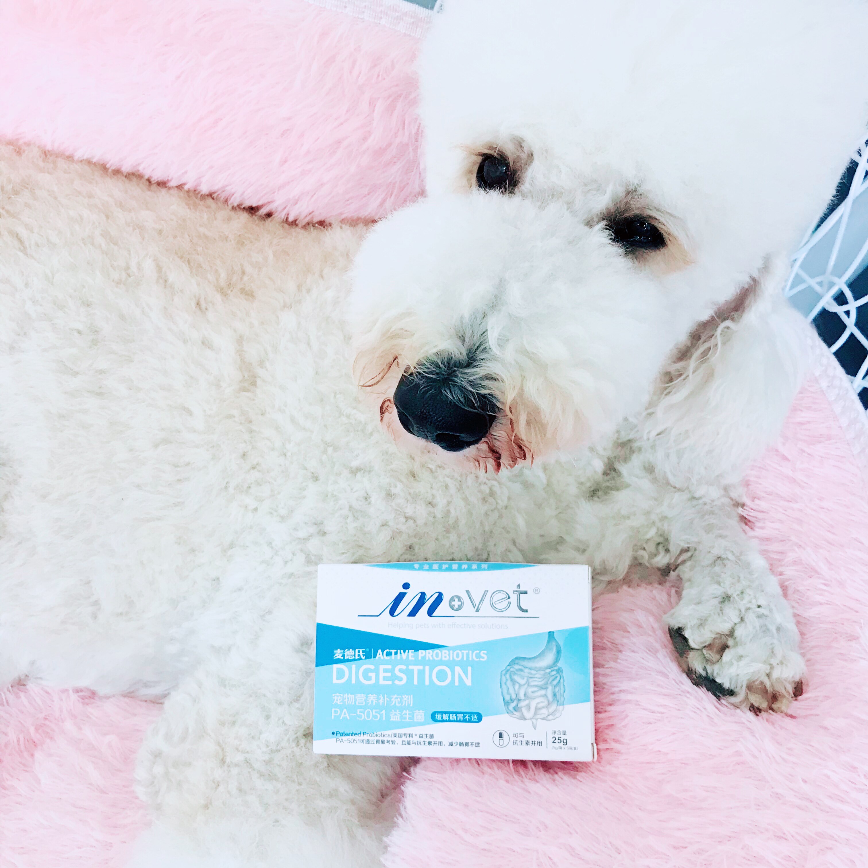 Med's IN-VET high unit activated probiotics pet cats and dogs conditioning gastrointestinal vomiting diarrhea