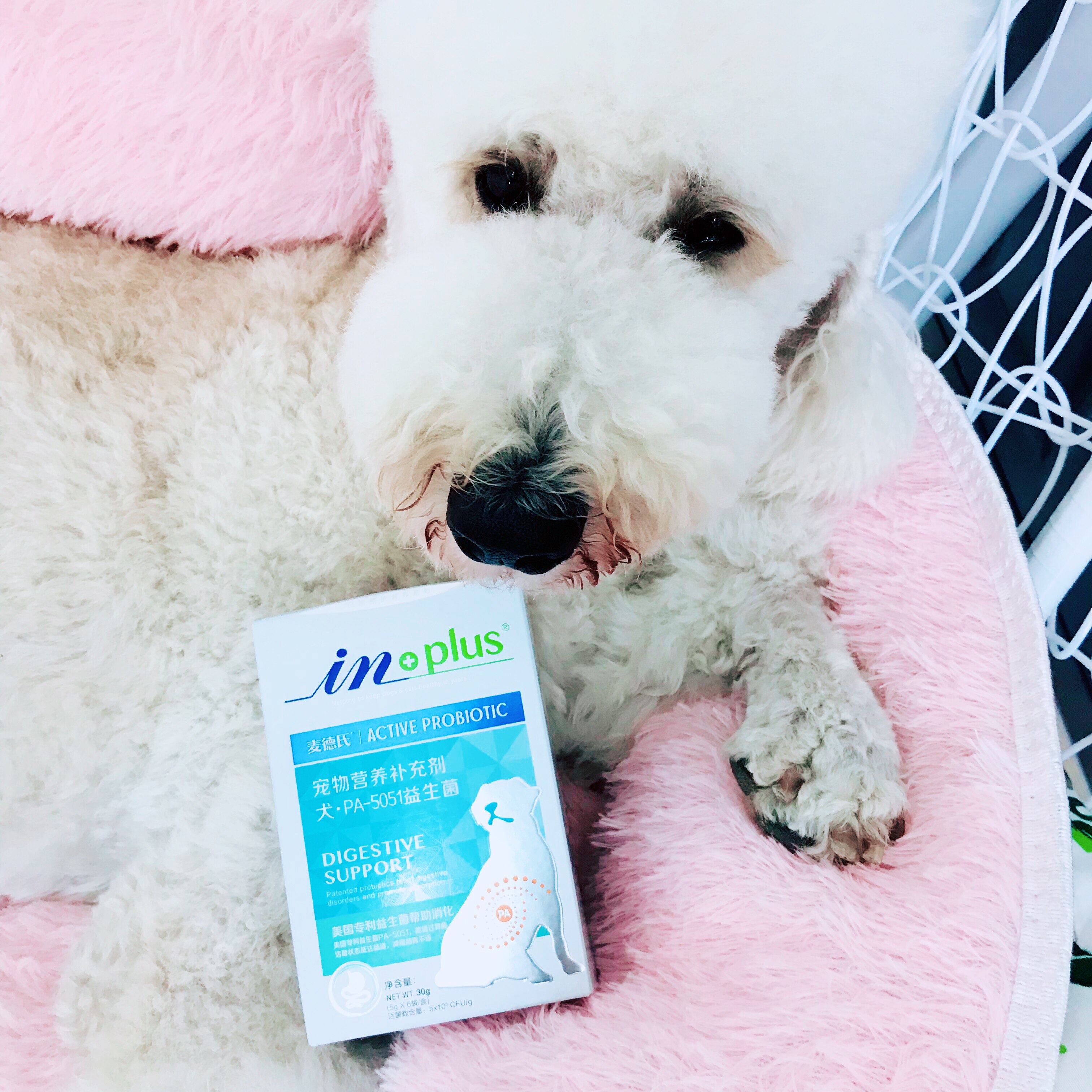 Maddie in pet dog cat activated probiotic dog Teddy conditioned gastrointestinal diarrhea pull PA5051