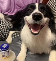 Bole Danjie Tooth Powder 40g Cat Dog to breathe tooth tooth powder pet to smell stone