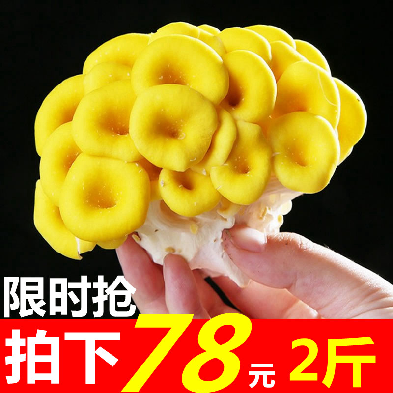 2 catties of chanterelles fresh Yunnan-produced elm yellow mushrooms fresh mushrooms edible mushrooms yellow mushrooms wild fungus yellow silk 1000g