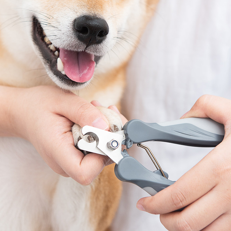 Pet Fingernail Knife Midsize Large Dog Pooch Fingernail Cut Gold Wool Alaska Samoyer Stainless Nail Pliers