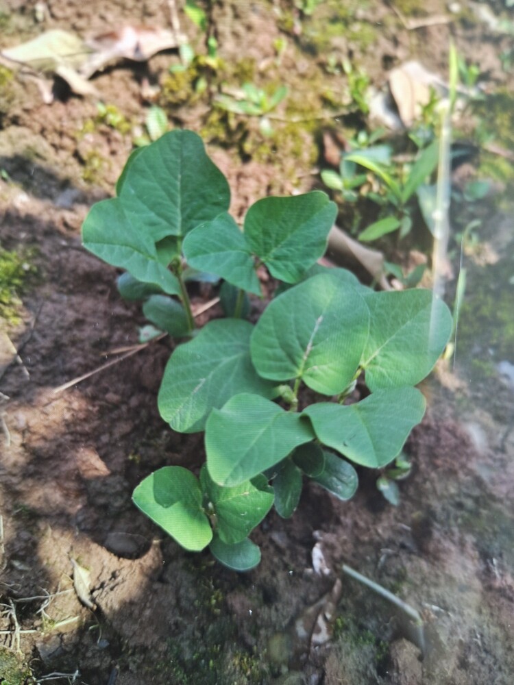 川 蜀 味