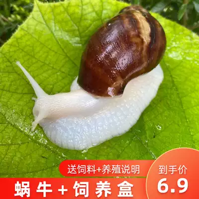 Snail live pet White jade snail Giant extra large snail Pet teaching small snail class science class package