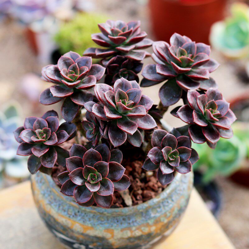 Large fleshy giant large fleshy Laozhuang plant Large old pile large fleshy large piece large plate plant Indoor flower meat