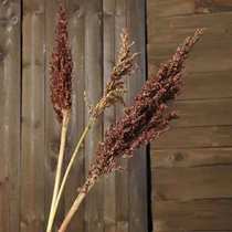 Original ecological natural sorghum spike home furnishings art dried flower wheat ear sorghum spike shooting props Red Sorghum