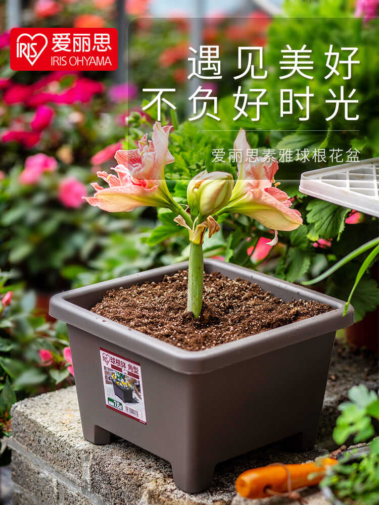 趣植园艺爱丽思正方形球根树脂花盆9号四腿方钵爱丽丝花槽p192 趣植园艺爱丽思正方形球根树脂花盆9号四腿方钵爱丽丝花槽p192