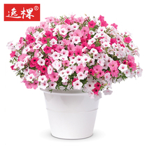 Hanging Petunia small flower seedling seed ice lavender Starry Sky Four Seasons flowering balcony courtyard easy-to-grow potted