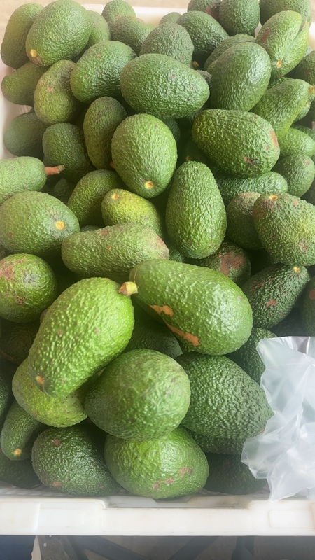 Yunnan Hass Avocado Fresh and in Season Yunnan Hass Avocado Fresh and in Season