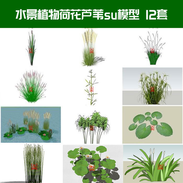草圖大師園林景觀綠植荷花蘆葦水生植物水景植物su模型設計素材