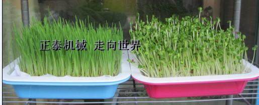 Direct sales double-layer bud plate Balcony planting plate Wheat grass planting plate soilless cultivation send planting paper
